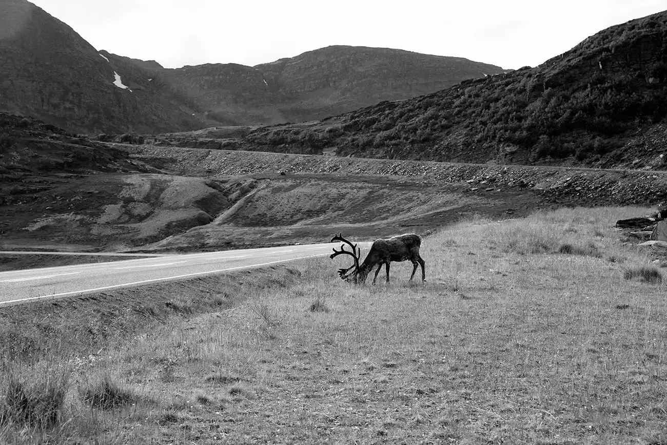 Gonçalo Cunha de Sá