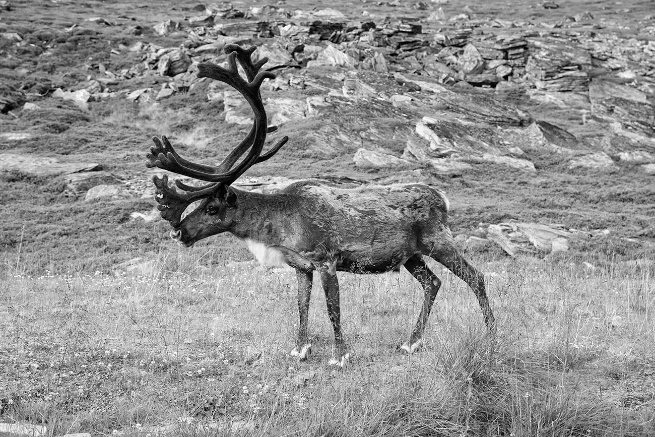 Gonçalo Cunha de Sá