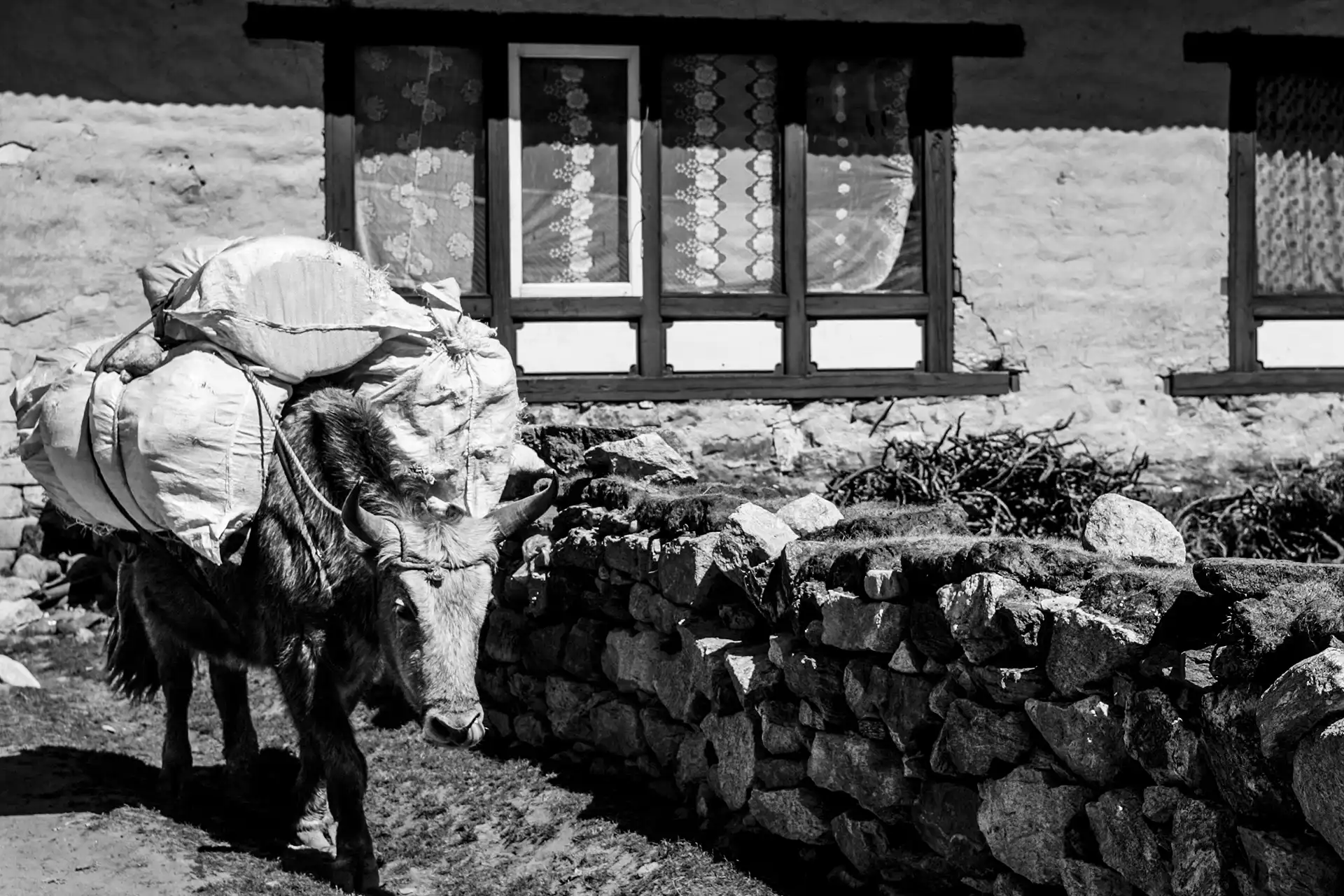 Gonçalo Cunha de Sá