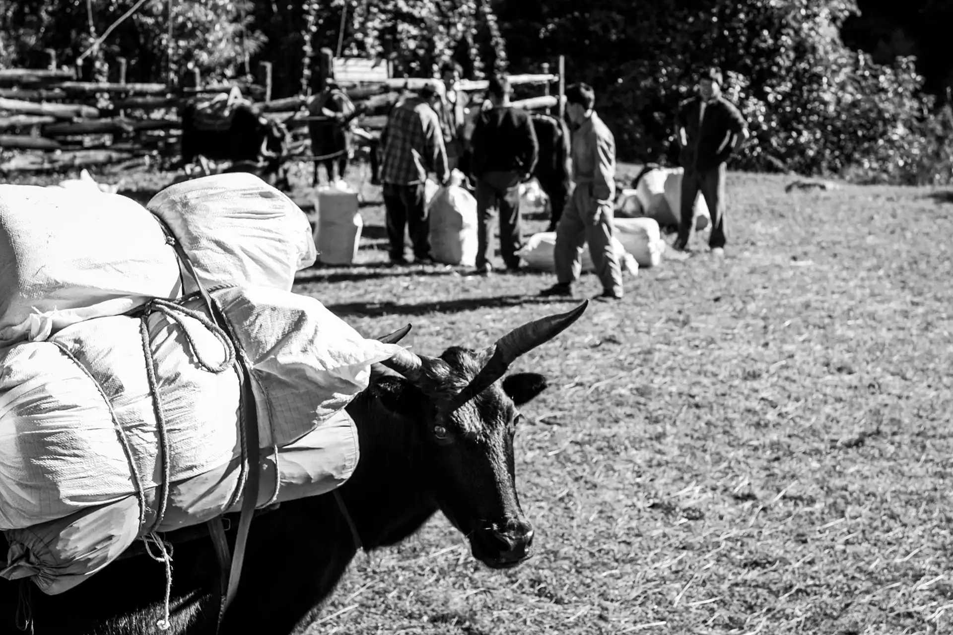 Gonçalo Cunha de Sá