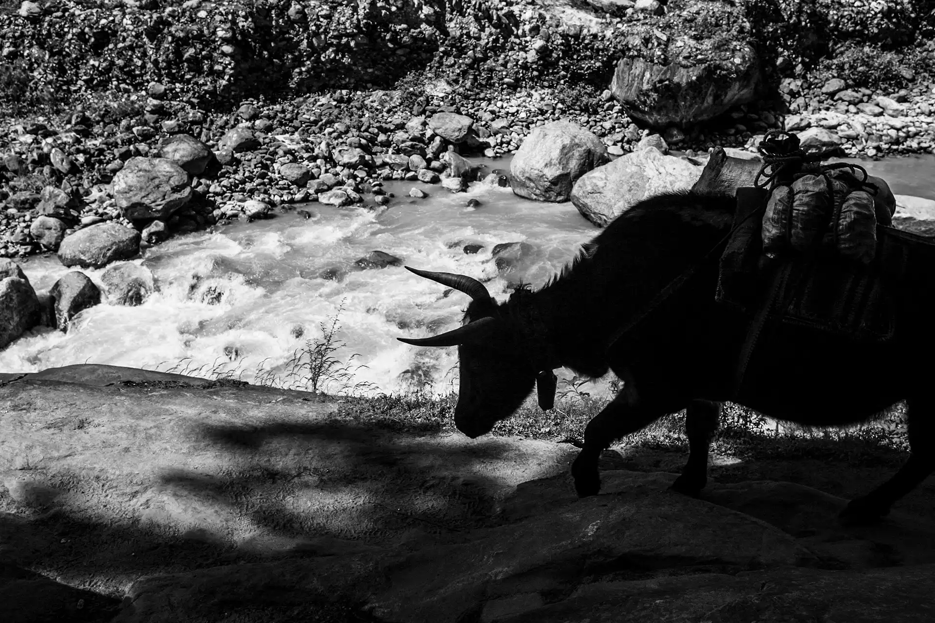 Gonçalo Cunha de Sá