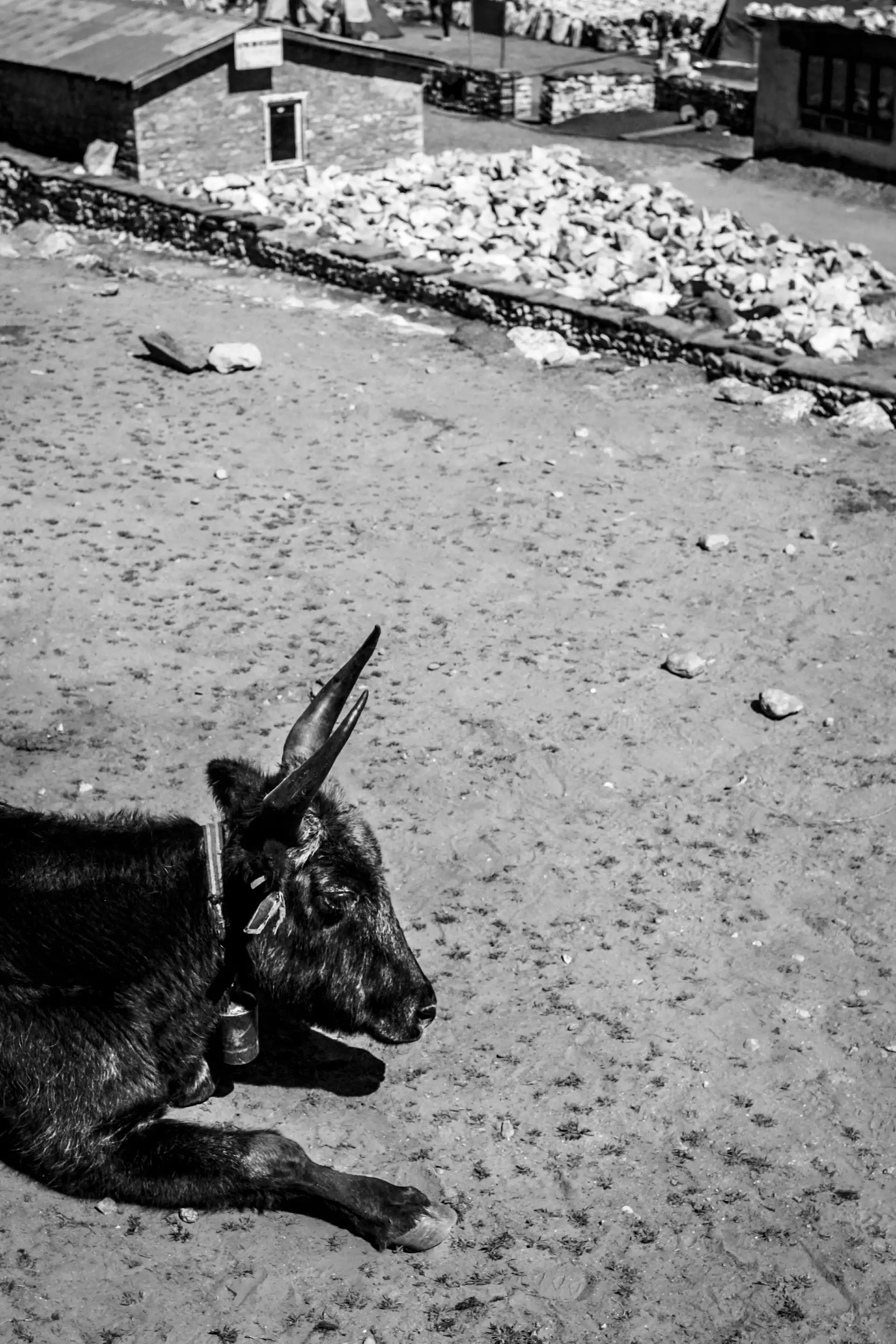 Gonçalo Cunha de Sá