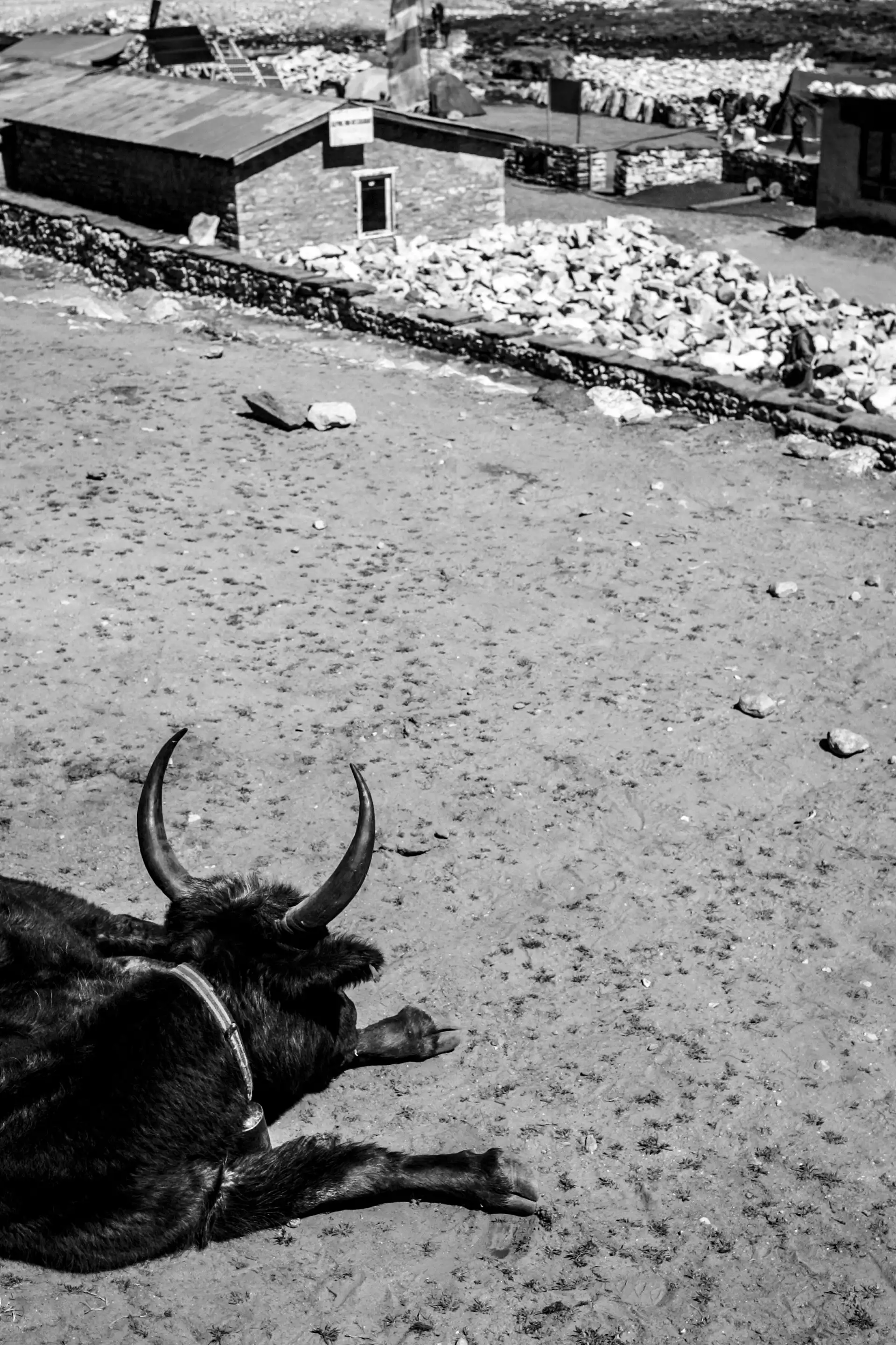 Gonçalo Cunha de Sá