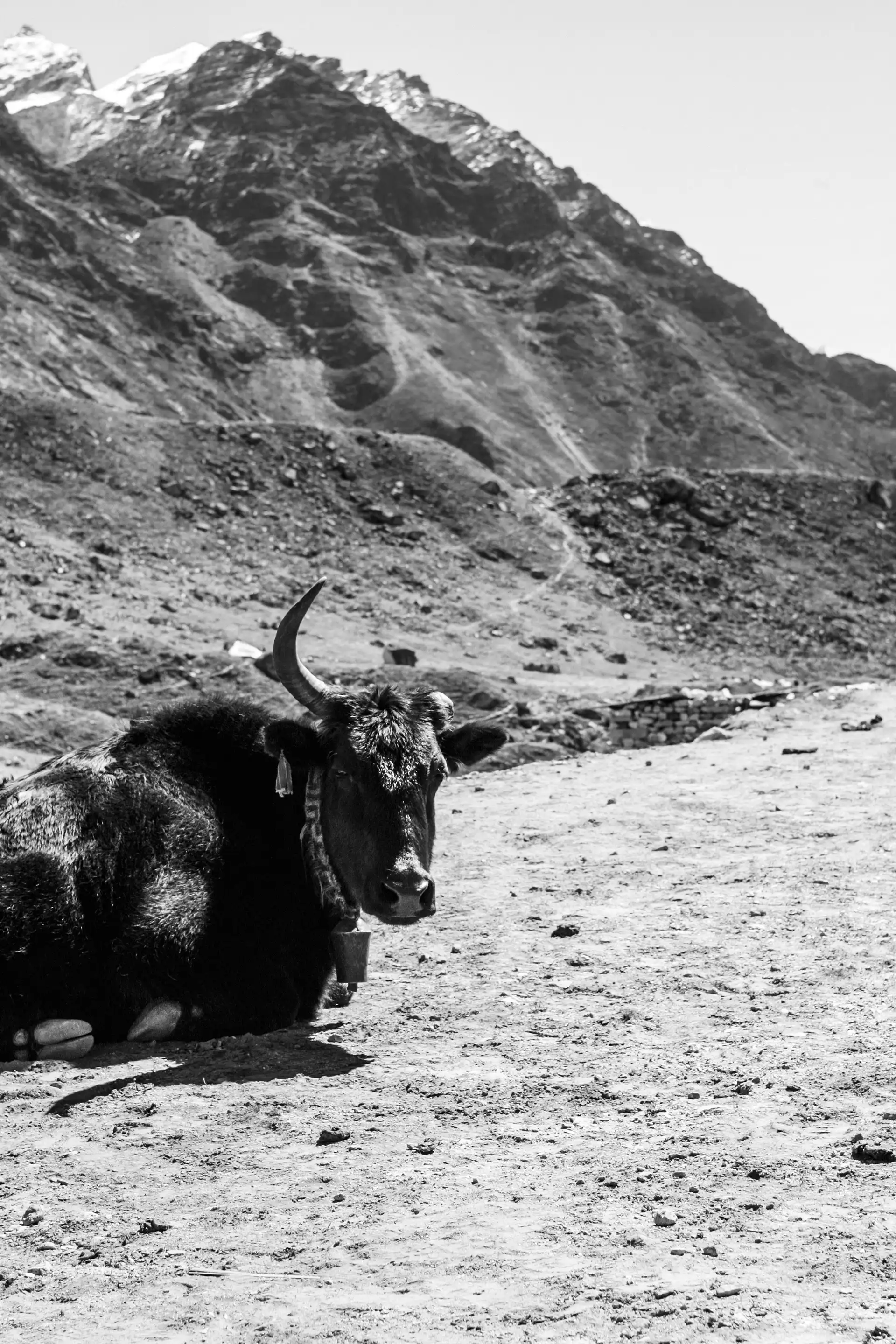 Gonçalo Cunha de Sá