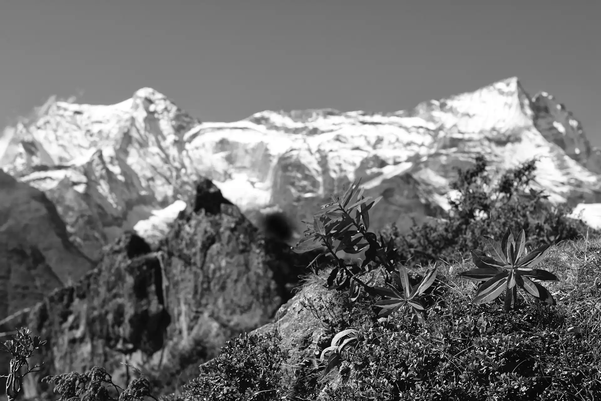 Gonçalo Cunha de Sá