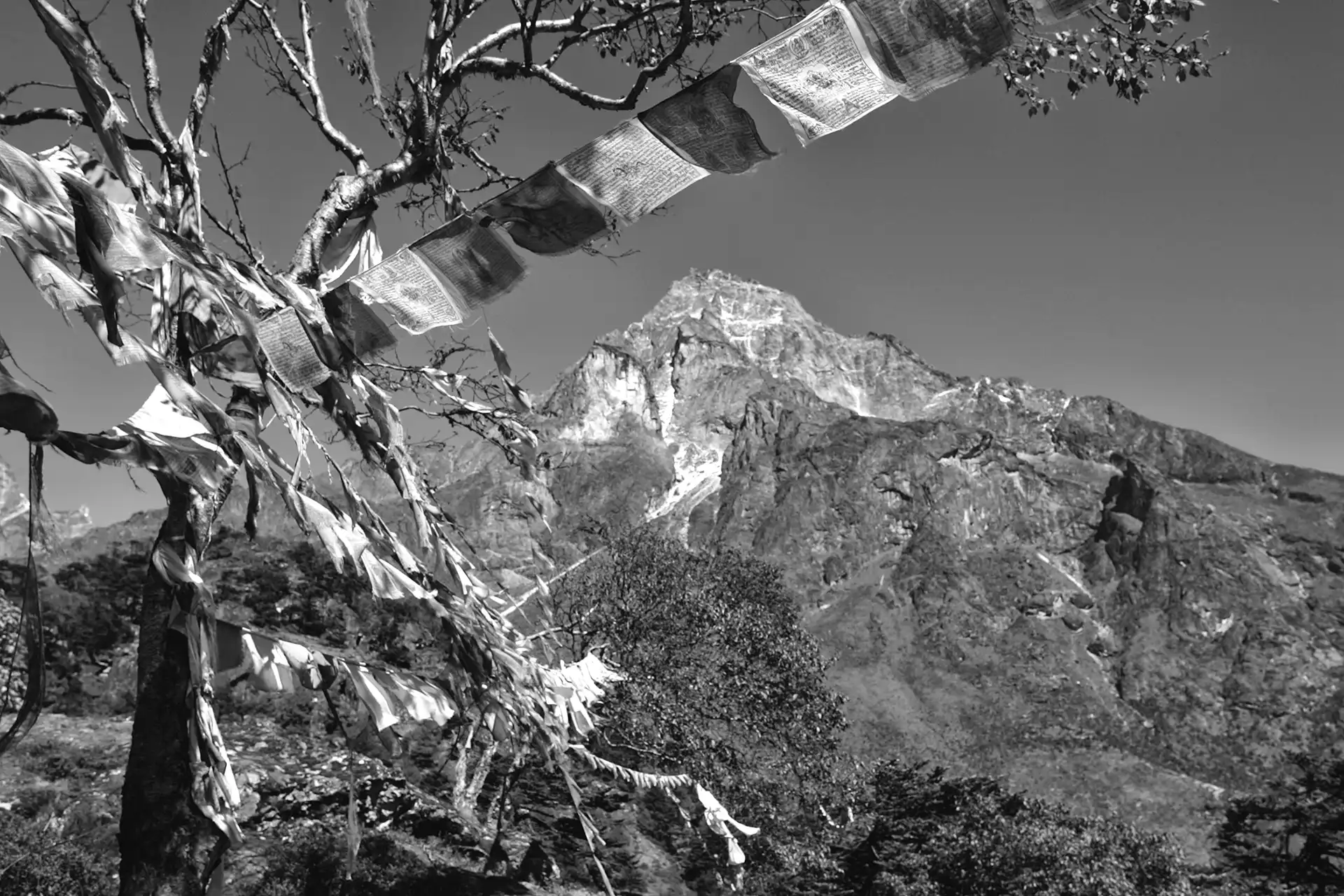 Gonçalo Cunha de Sá