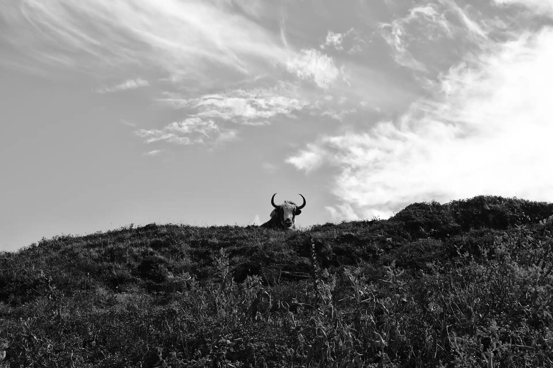 Gonçalo Cunha de Sá
