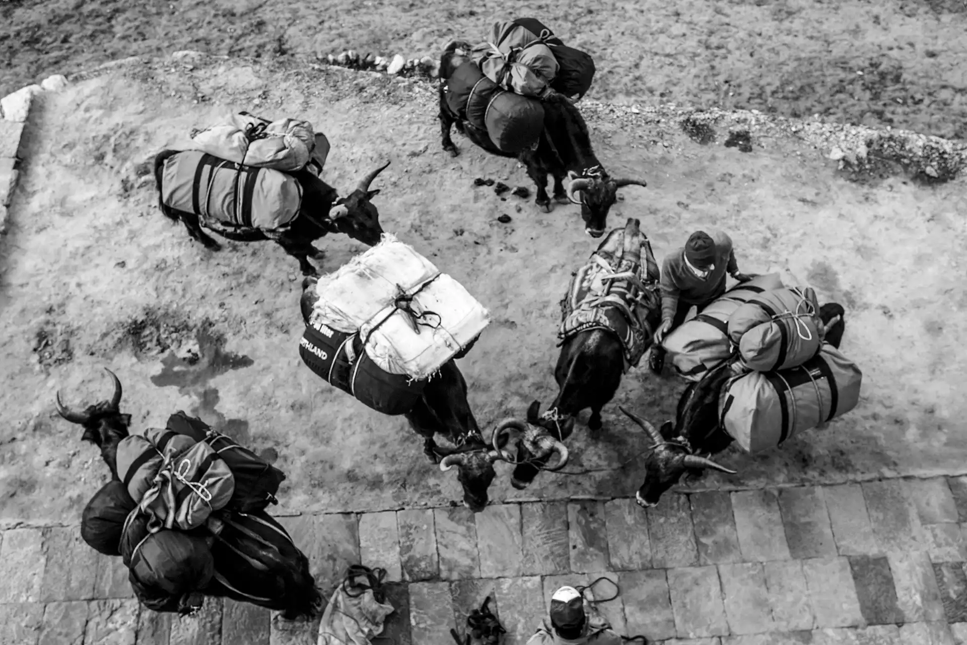 Gonçalo Cunha de Sá