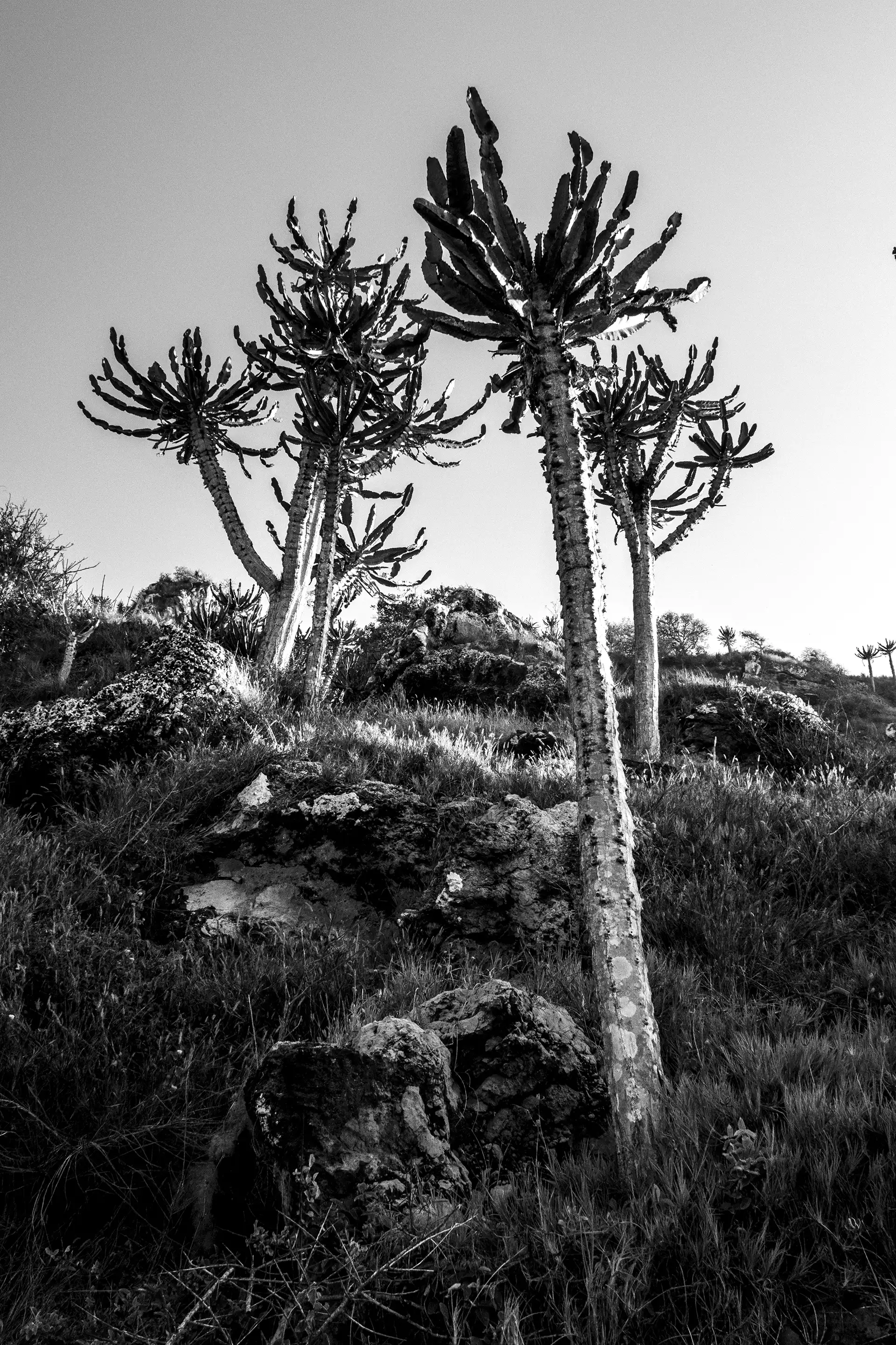 Gonçalo Cunha de Sá