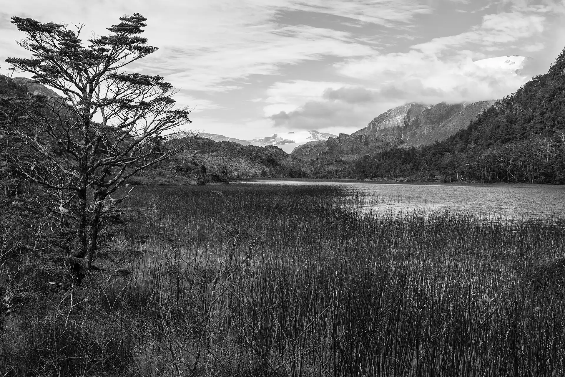 Gonçalo Cunha de Sá
